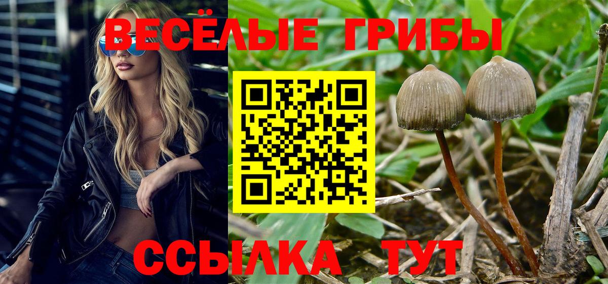 Псилоцибиновые грибы Psilocybine cubensis  Вход с VPN  Алексеевка  Галлюциногенные грибы MAGIC MUSHROOMS 
